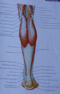 a photo of the back of the leg showing the gastroc muscle, the achilles tendon, and the heel bone